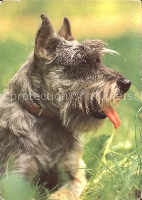 Hunde Mittelschnauzer