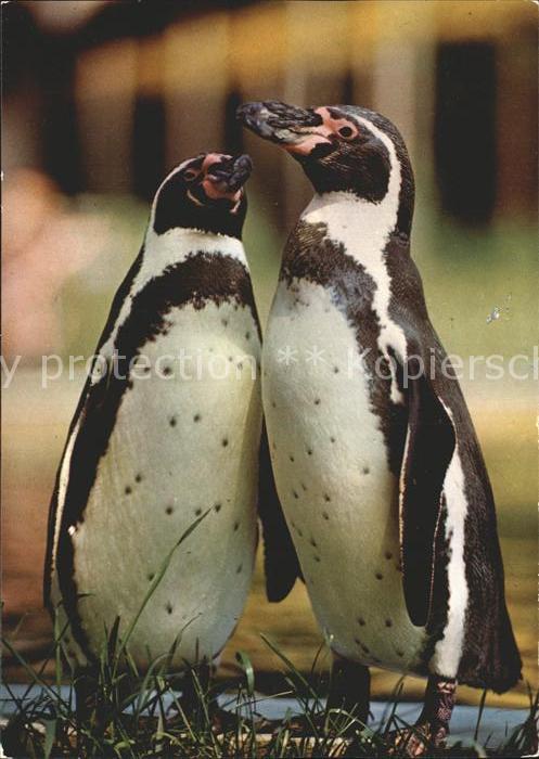 Pinguin Humboldtpinguine Zoo Dresden