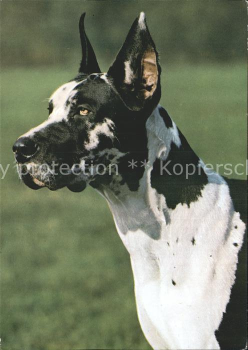Hunde Deutsche Dogge