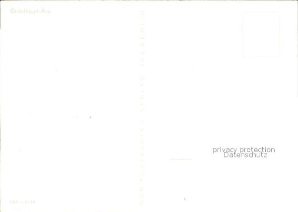 Papagei Grünflügel-Ara – Bild 2
