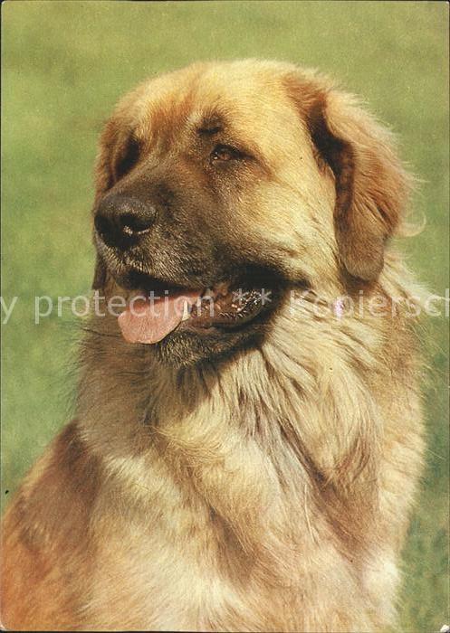 Hunde Leonberger