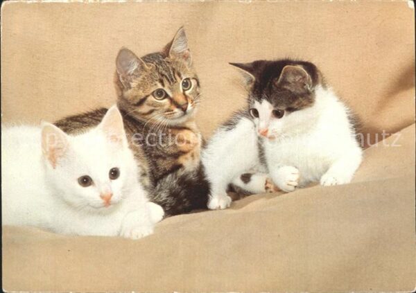 Katzen
