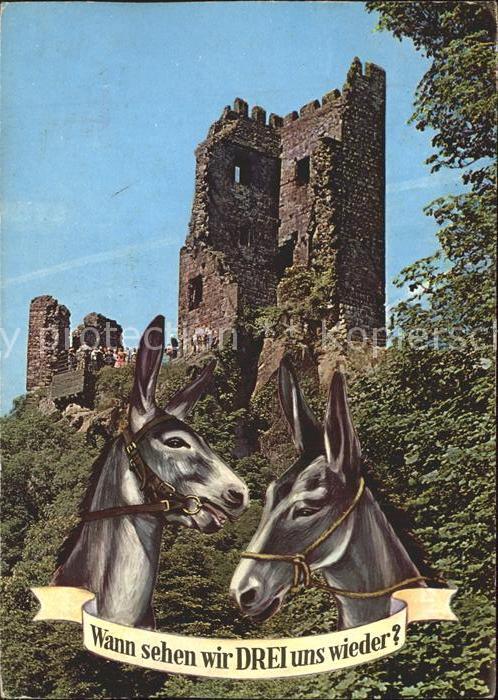 Esel Tiere Ruine Drachenfels