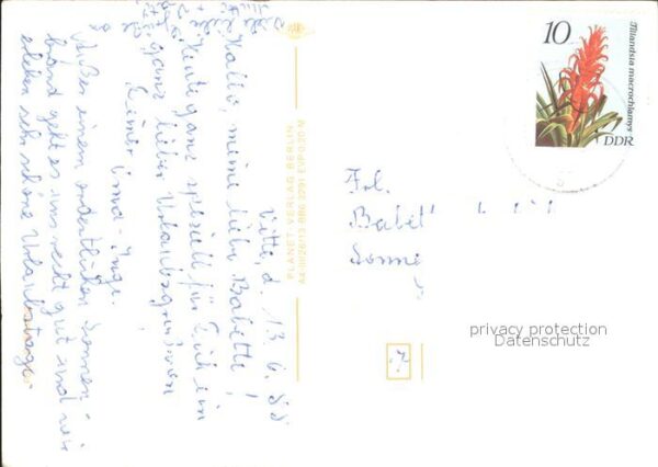Pferde – Bild 2