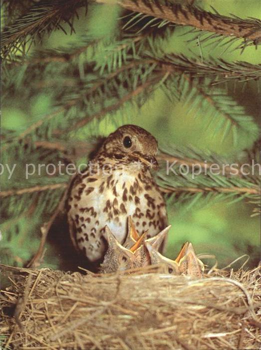 Voegel Singdrossel Nest