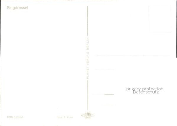 Voegel Singdrossel Nest – Bild 2