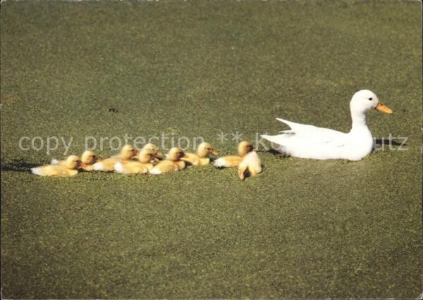 Enten Küken