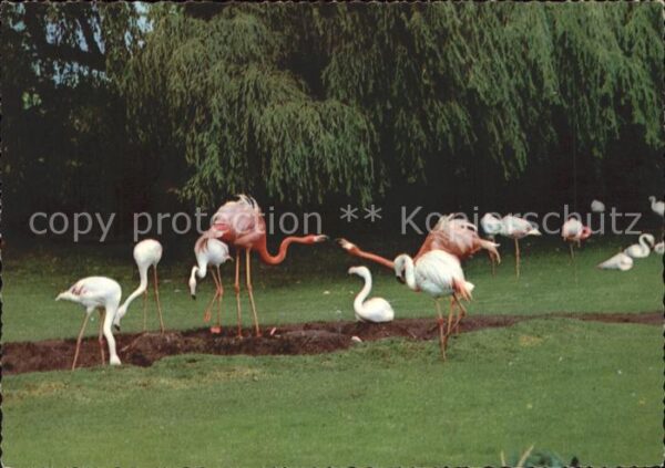 Flamingo