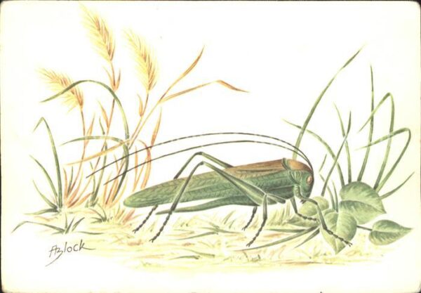Insekten Grünes Heupferd Tettigonia viridissima