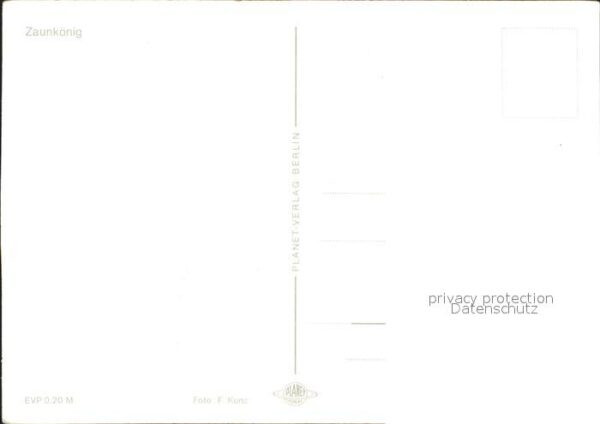 Voegel Zaunkönig – Bild 2