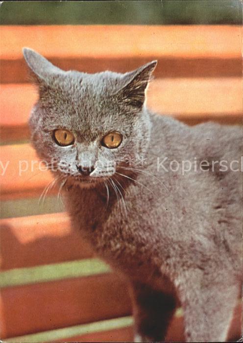 Katzen