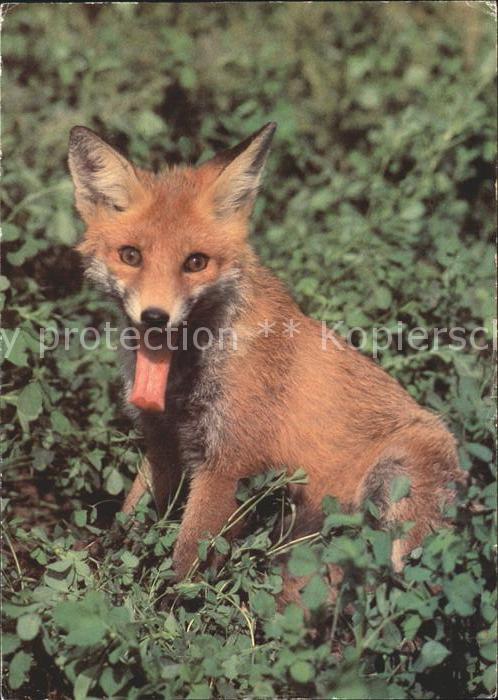 Fuchs Tiere