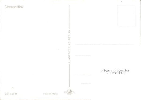 Voegel Diamantfink – Bild 2