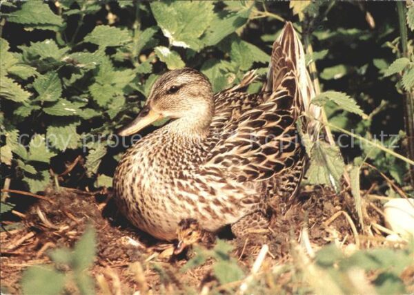Enten Mittelente mit Küken