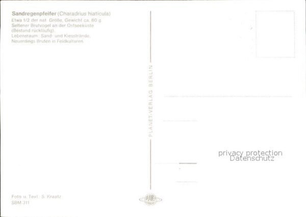 Voegel Sandregenpfeifer – Bild 2