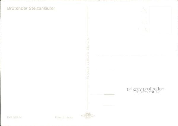 Voegel Brütender Stelzenläufer – Bild 2