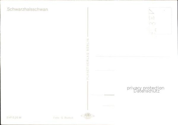 Schwan Schwarzhalsschwan – Bild 2