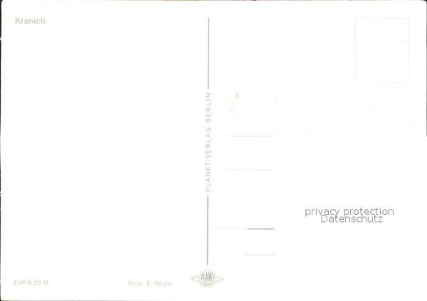 Voegel Kranich – Bild 2