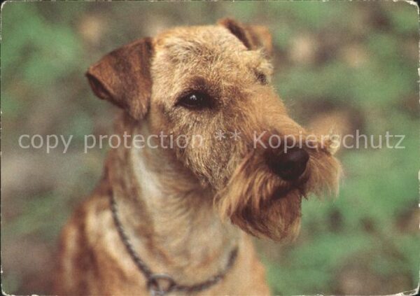 Hunde Irish Terrier