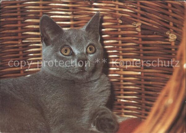 Katzen
