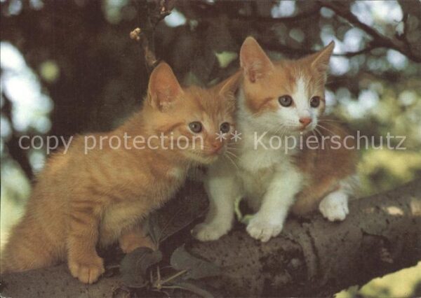 Katzen