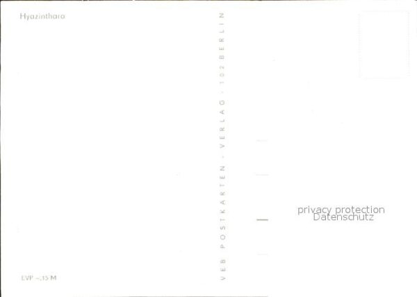 Papagei Hyazinthara – Bild 2