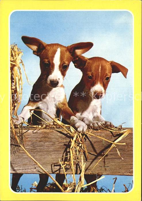Hunde Welpen