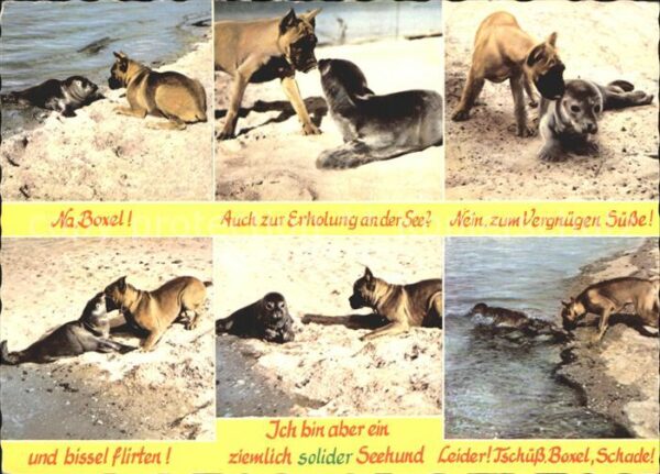 Hunde Boxer Seehund Strand