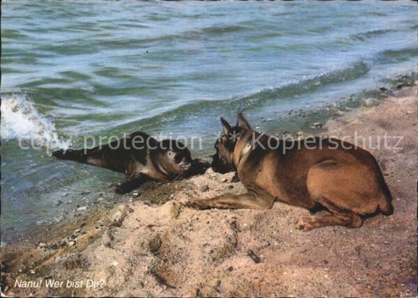 Hunde Boxer Seehund Nordseestrand