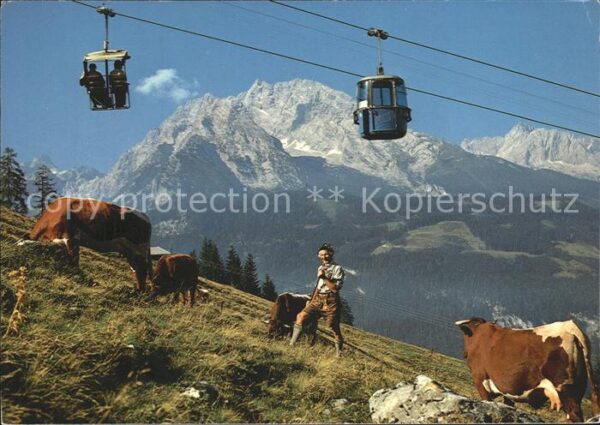 Seilbahn Jenner Watzmann Hochkalter Kühe