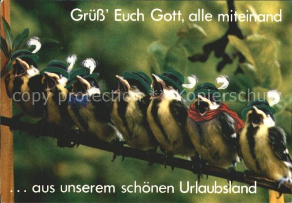 Voegel Hut Schal Fliege