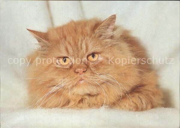 Katzen