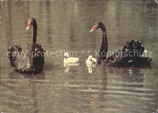Schwan Australische Schwäne