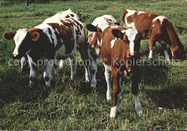 Kuehe Kalb Kälber