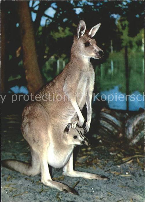 Tiere Känguru