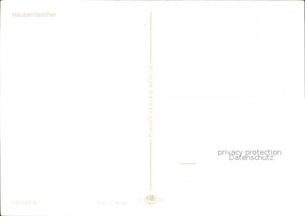 Voegel Haubentaucher – Bild 2
