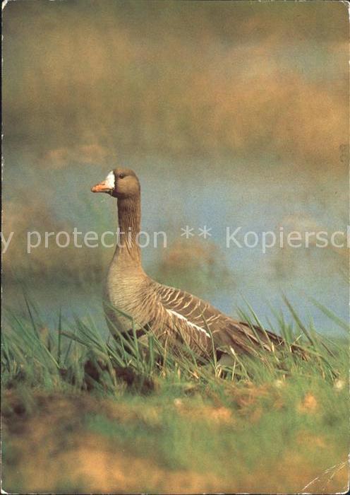 Voegel Blessgans