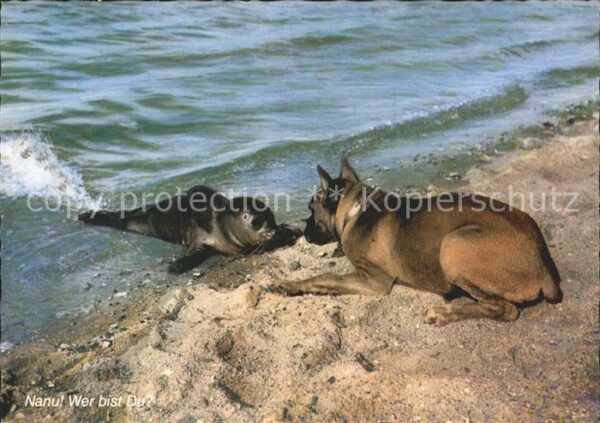 Hunde Boxer Seehund Nordseestrand