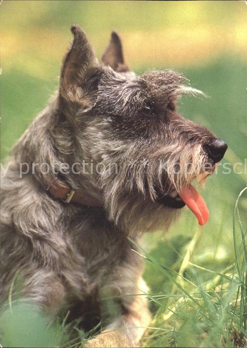 Hunde Mittelschnauzer