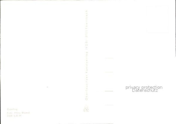 Voegel Grünling – Bild 2