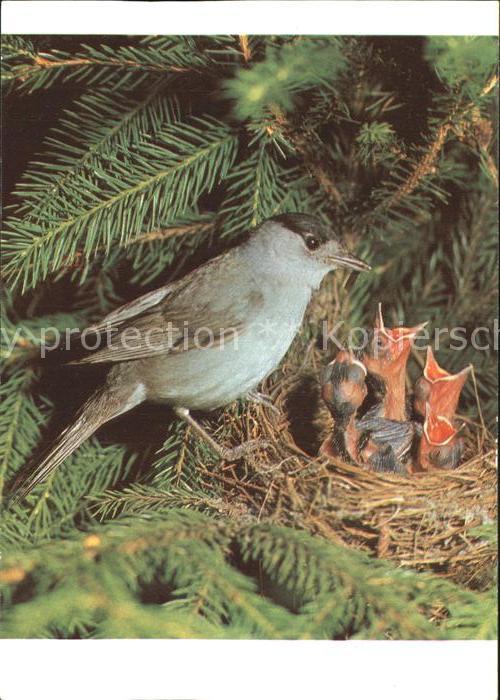 Voegel Mönchsgrasmücke Nest