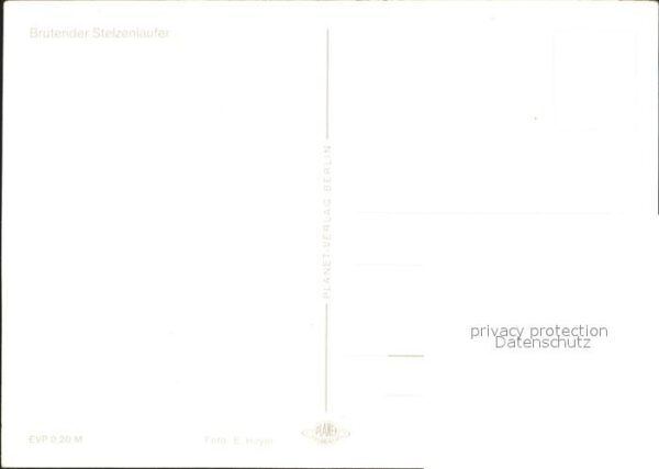 Voegel Brütender Stelzenläufer – Bild 2