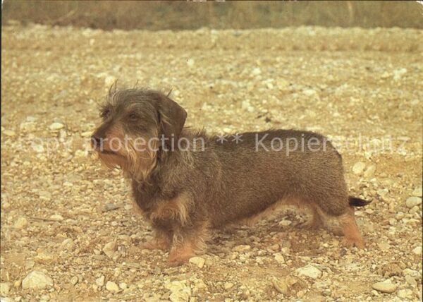 Hunde