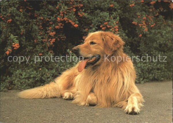 Hunde Hovawart