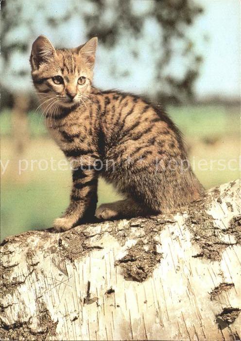 Katzen