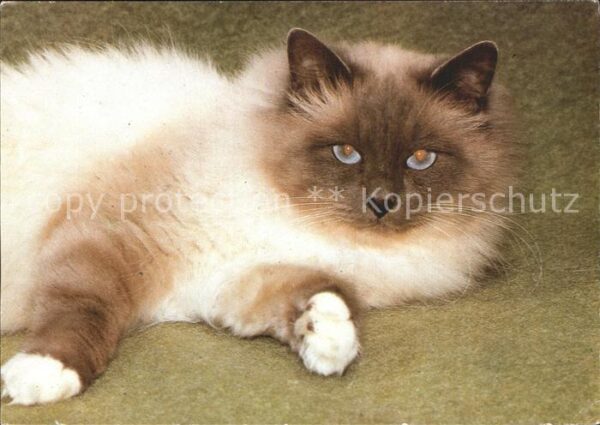 Katzen Birmakatze