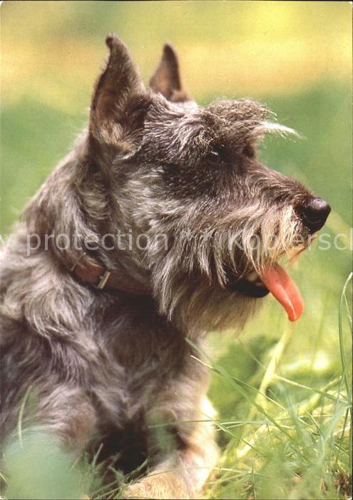 Hunde Mittelschnauzer