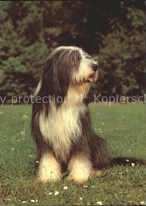 Hunde Bearded Collie