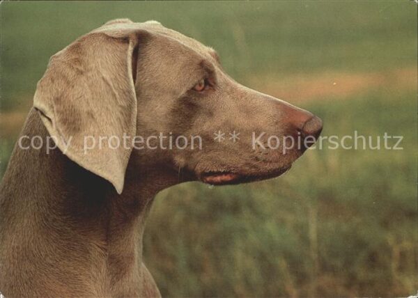 Hunde Weimaraner
