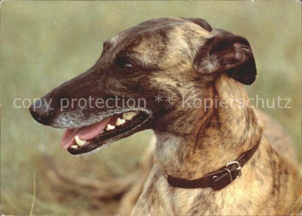 Hunde Greyhound